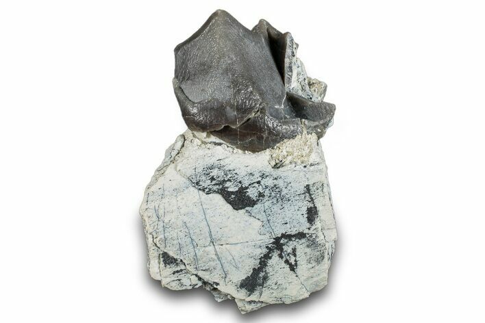Fossil Titanothere (Megacerops) Jaw Section - Nebraska #281724
